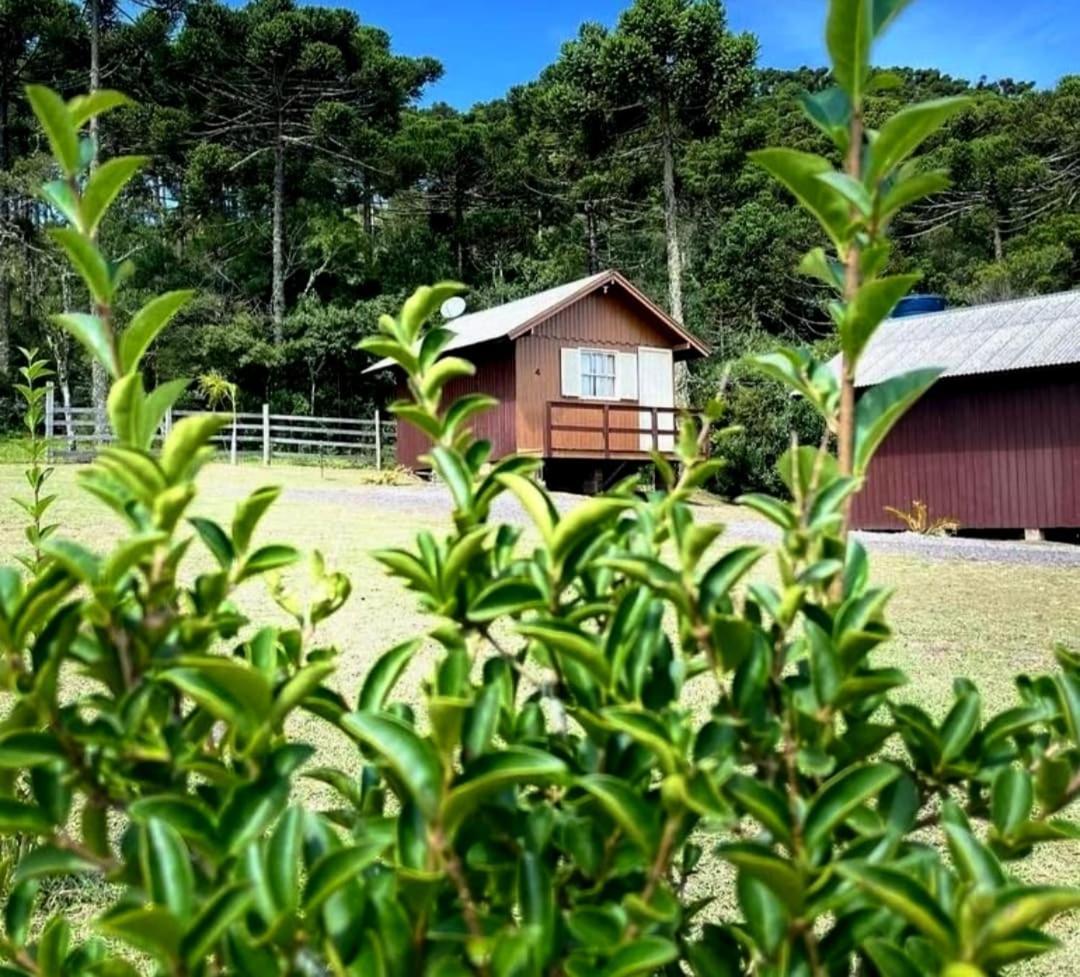 Encanto Das Araucarias Cambará Kültér fotó